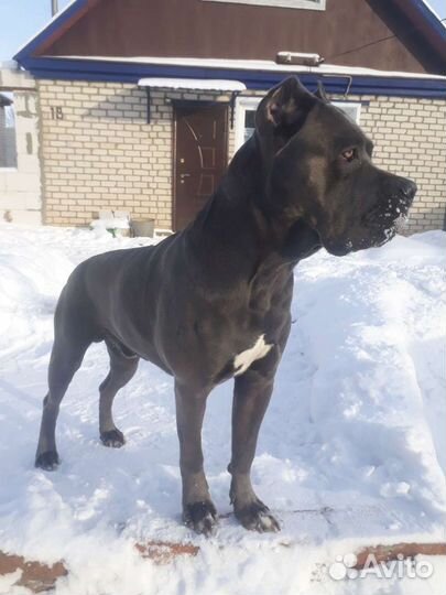 Кане Корсо вязка