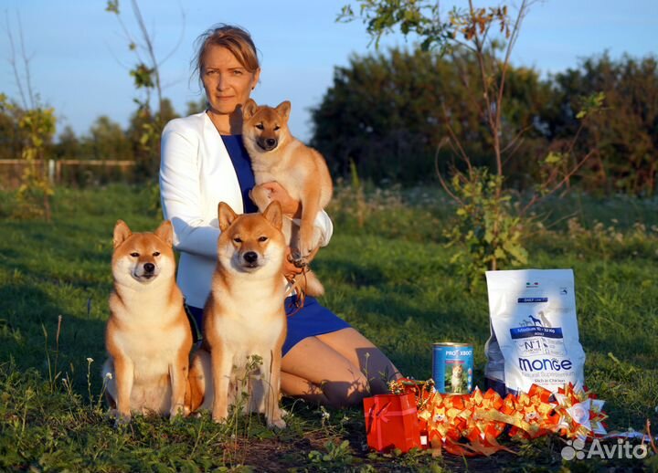 Щенки Сиба питомник