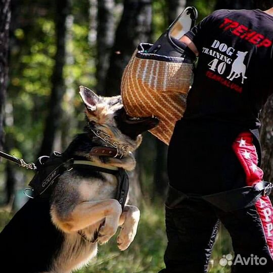 Дрессировка собак в Калуге