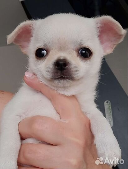 Мальчик мини