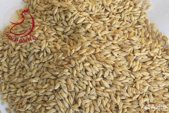 Зерно, овес, ячмень, пшеница