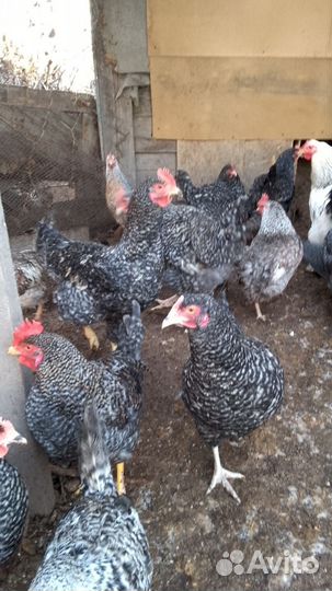 Яйца на инкубацию. Цыплята