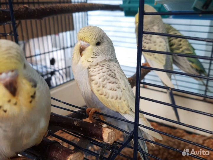 Волнистый попугай, ввп, птенцы