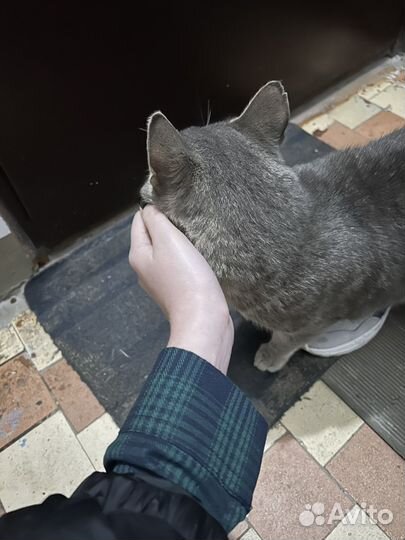 Кот