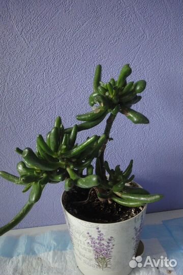 Лоу Райдер Гибискус хлорофитум крассула