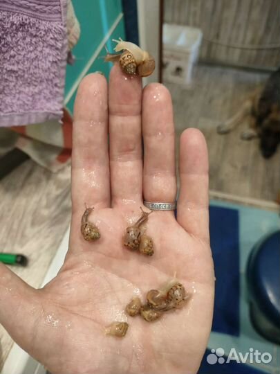 Отдам улиток