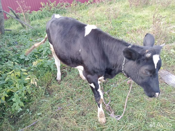 Корова голштинской породы