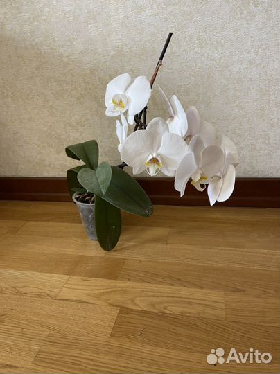 Орхидея