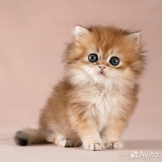 Мальчик золотая британская длинношёрстная шиншилла