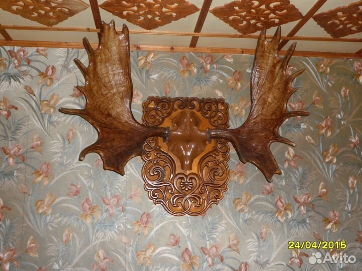 Продам трофейные рога