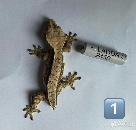 Самцы реснитчатого бананоеда. Морфа LW и др