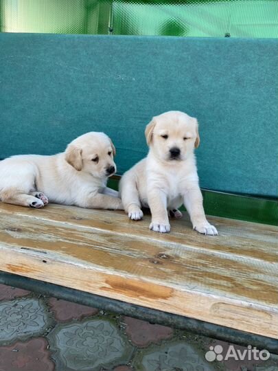 Щенки лабрадора