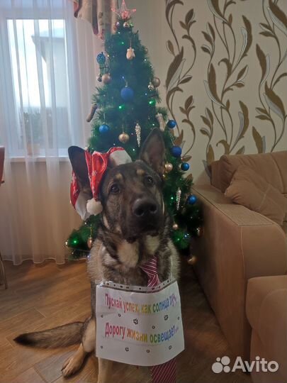 Вязка вео (Восточноевропейская овчарка)