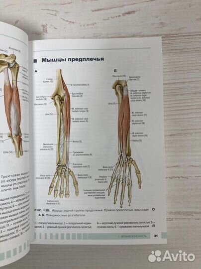 Атлас анатомии для стоматологов. Том 1