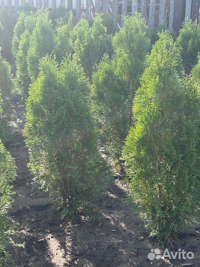 Туя Смарагд