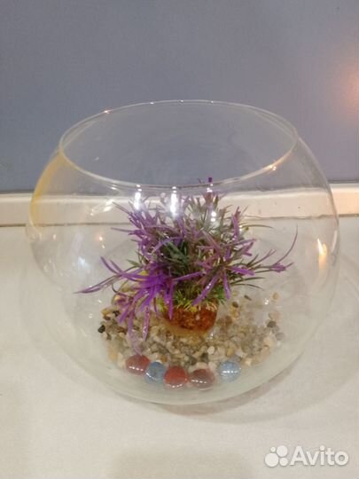 Аквариум для рыбки петушка