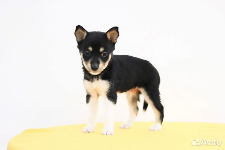 Щенок мальчик