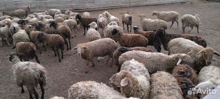 Овцы, бараны
