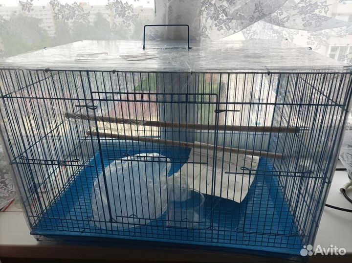 Амадины зебровые с клеткой