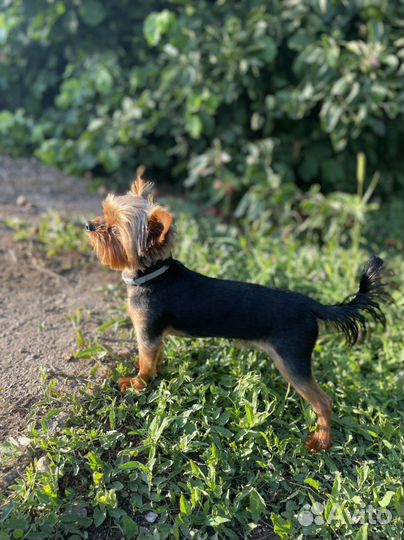 Йоркширский терьер