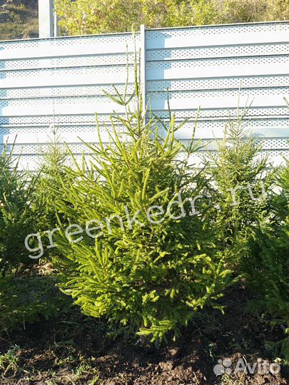 Саженцы Ель Сибирская 180-220см Экстра