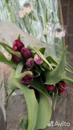 Тюльпаны к 8 марта букеты