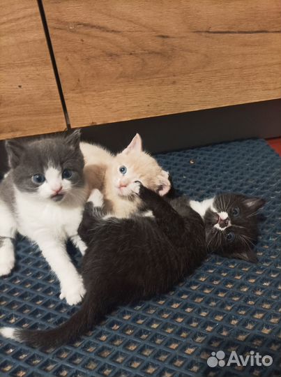 Отдам котят в добрые руки