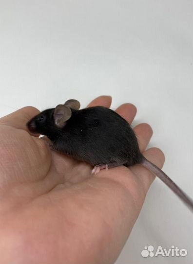 Кудрявые мыши