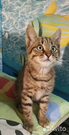 Кот в добрые руки