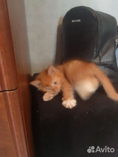 Рыжий котенок мальчик