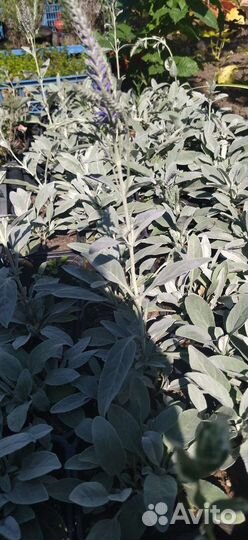 Вероника серебристая