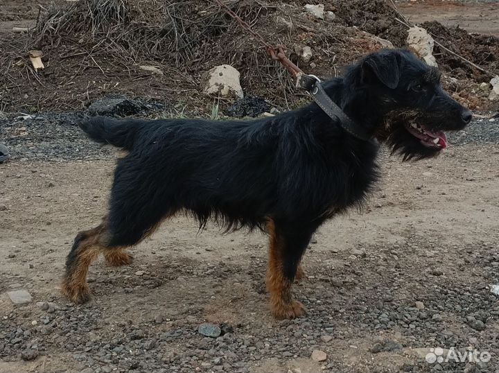 Кобель ягдтерьера на вязку