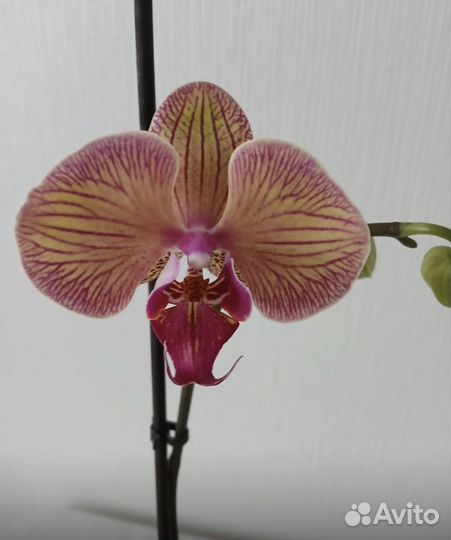 Орхидея фаленопсис
