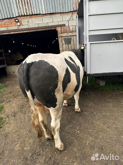 Перевозка и Закупка крс