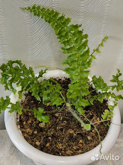 Папоротник комнатный кудрявый