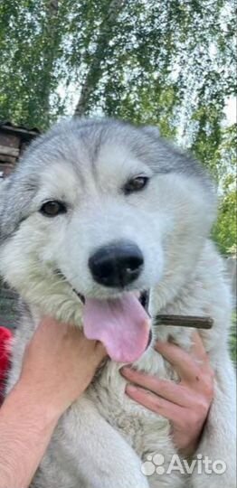 Хаски девочка