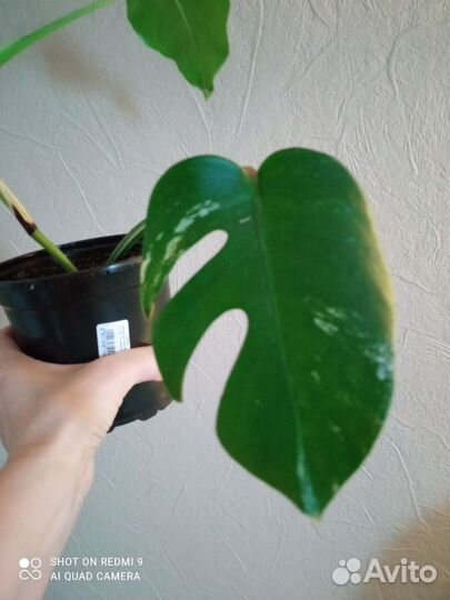 Монстера Альба