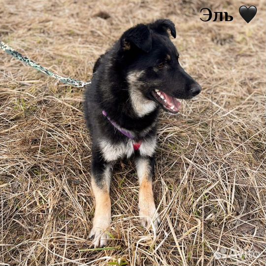 Небольшой метис овчарки