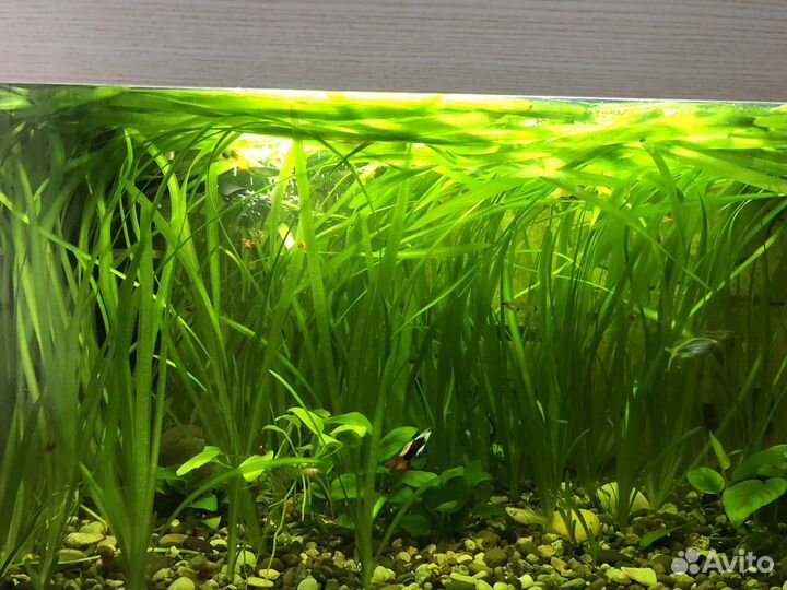Аквариумные растения