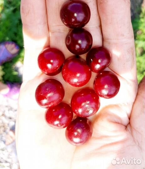 Вишня крупная