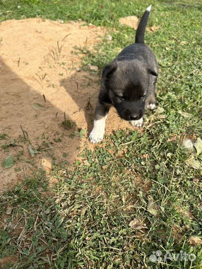 Щенки Лайки