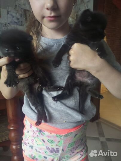 Котята в добрые руки бесплатно