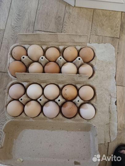 Инкубационное яйцо кур