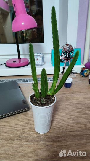 Кактус Стапелия