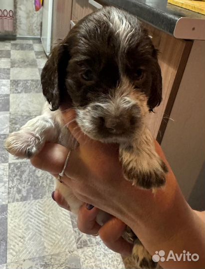 Русский спаниель