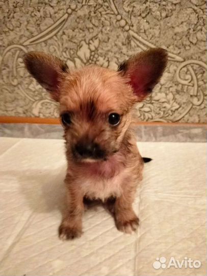 Щенки чихуахуа 1.5мес