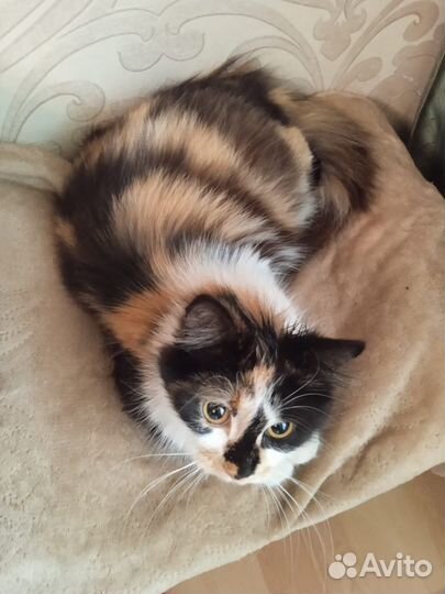 Молодая стерилизованная кошка ищет дом