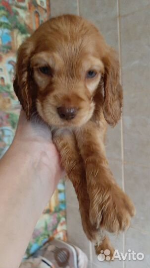 Щенки, Английский кокер спаниель