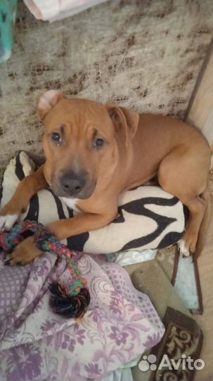 Стаффордширский терьер