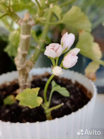 Пеларгония герань